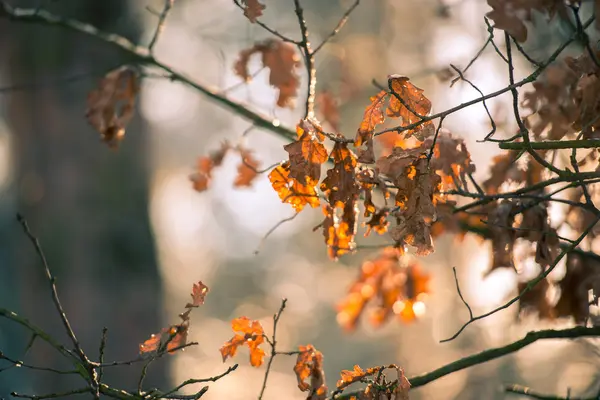 Belles feuilles jaune automne — Photo