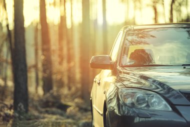 Ormanın yanındaki park edilmiş araba