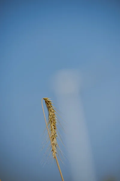 Orejas de trigo de cerca —  Fotos de Stock