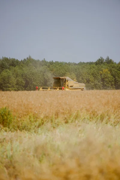 Combina la raccolta del campo di colza — Foto Stock