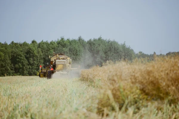 Mähdrescher erntet das Rapsfeld — Stockfoto