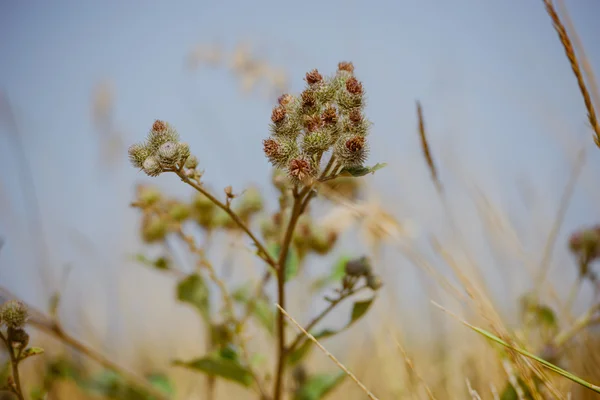 Trockenrasen im Herbst — Stockfoto