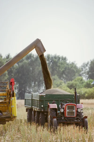 Збирання зернових врожаїв — стокове фото
