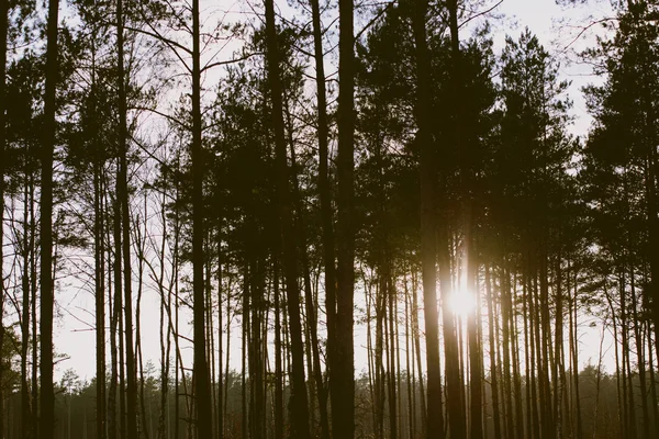 Madera en tono verde oscuro . — Foto de Stock