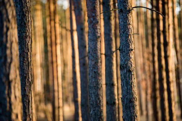 Lumières magiques en forêt — Photo