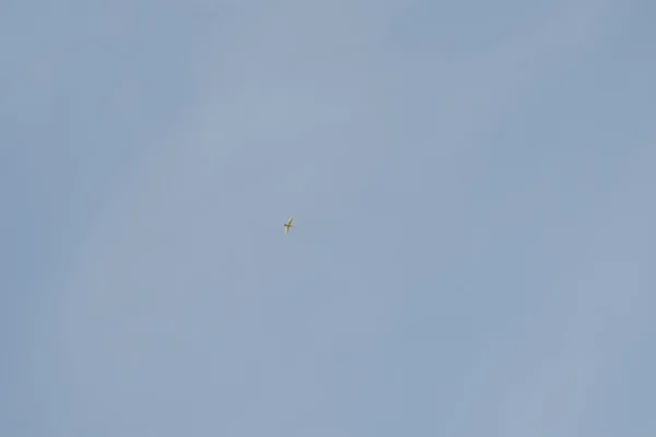Kanada liba repül a kék ég — Stock Fotó