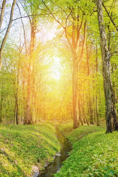 Water trench in the forest — Stock Photo, Image