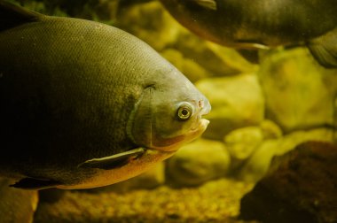 Deniz yaşamı: egzotik tropik mercan