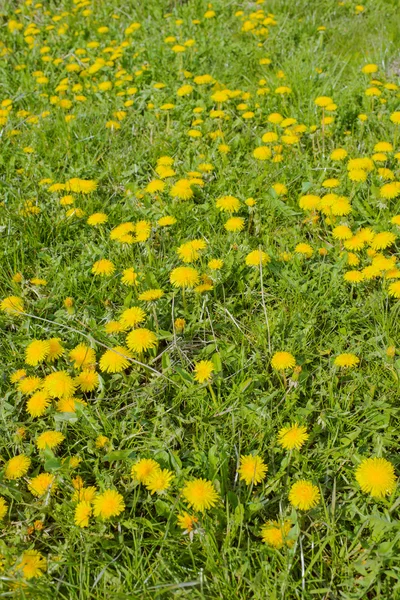 Denti di leone in fiore nel prato . — Foto Stock