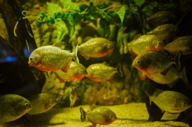 Deniz yaşamı: egzotik tropik mercan