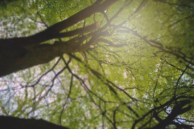 Sisli bahar ormanlarında sabah vakti güzel doğa.
