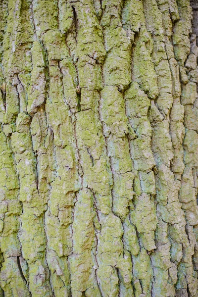 Старая текстура коры дерева с зеленым мхом — стоковое фото