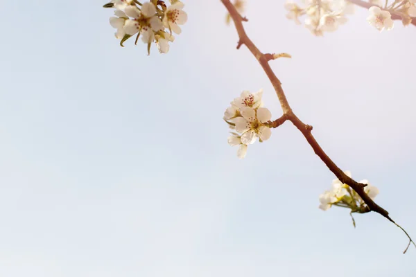 Blühender Apfelbaum im Frühling. — Stockfoto