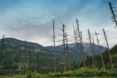Dağ ormandaki çam ağaçları