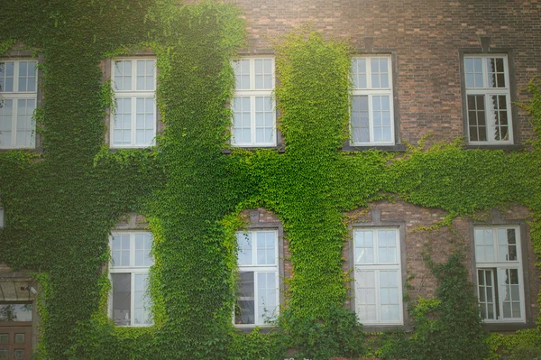 Okno skryté v zeleným břečťanem. — Stock fotografie