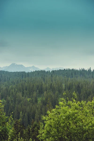 Schöne Landschaft von mounatin mit leichtem Nebel — Stockfoto