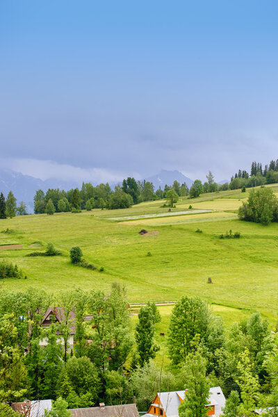 Field of spring grass and mountain in the summer