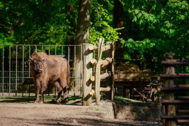 Amerikan Bizonu ya da Bufalo anne ve buzağı tarlada ot yiyorlar..