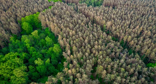 Aerial View Green Forest Top Drone Photography — Stock Photo, Image