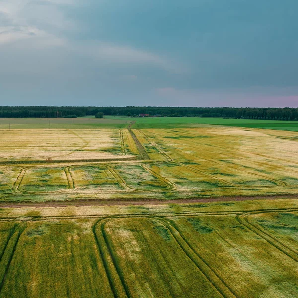 Drone Foto Del Campo Trigo Verde Brillante Separado Por Carretera — Foto de Stock