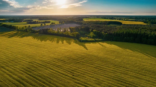 Drone Foto Del Campo Trigo Verde Brillante Separado Por Carretera — Foto de Stock