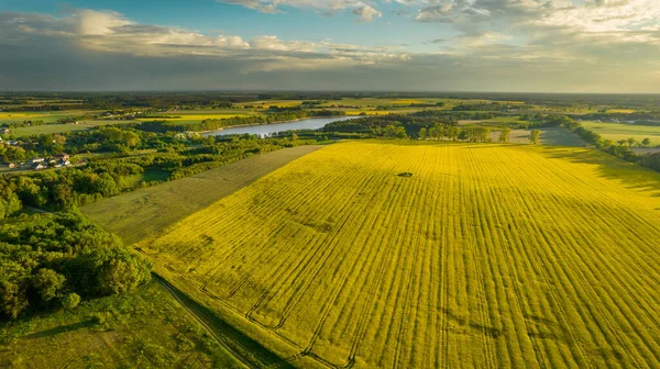 Drone Foto Van Het Felgroene Tarweveld Gescheiden Door Weg Staat — Stockfoto