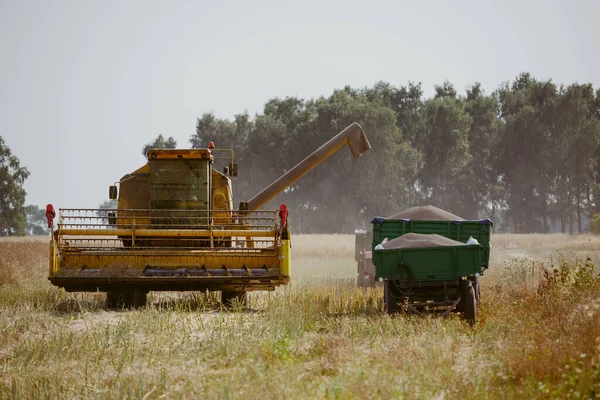 Combine Colheita Campo Estupro Verão — Fotografia de Stock