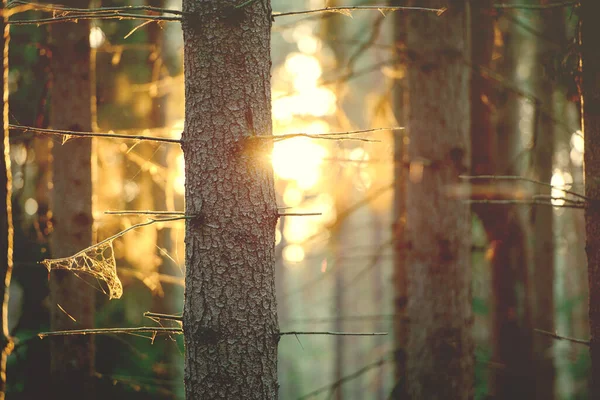 Винтажный Лесной Фон Природа Весеннее Время — стоковое фото