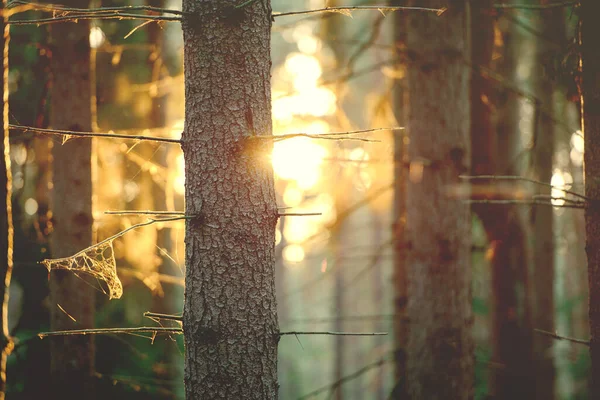 Vintage Tle Lasu Środowisko Naturalne Wiosna — Zdjęcie stockowe