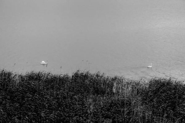 Bílé Labutě Jezeře Pohled Dálky Pomocí Širokoúhlého Objektivu — Stock fotografie