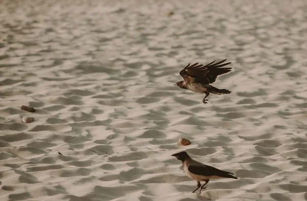 Kråka Flyger Lågt Över Sandstranden Östersjön — Stockfoto