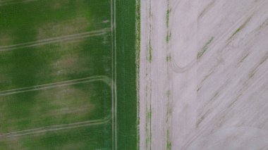 Yol tarafından ayrılmış açık yeşil buğday tarlasının insansız hava aracı fotoğrafı. Yolun kenarında bir ağaç var. Hava manzaralı. Güzel minimalist duvar kağıdı.