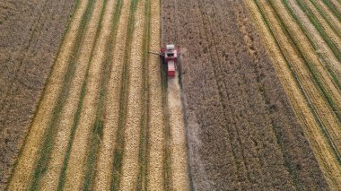 Gün batımında bir kırmızı tarlada hasat buğdayını birleştirir. Tarlada çalışan hasat makinesi. İHA 'nın hava görüntüsü. konsept.