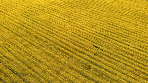 Drone Foto Del Campo Trigo Verde Brillante Separado Por Carretera —  Fotos de Stock