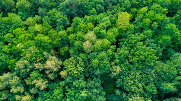 从顶部俯瞰绿色森林 无人机摄影 免版税图库图片