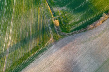 Yol tarafından ayrılmış açık yeşil buğday tarlasının insansız hava aracı fotoğrafı. Yolun kenarında bir ağaç var. Hava manzaralı. Güzel minimalist duvar kağıdı.