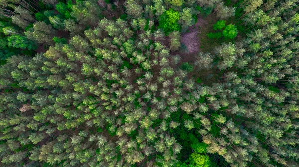 Vista Aérea Del Bosque Verde Desde Arriba Fotografía Drones —  Fotos de Stock