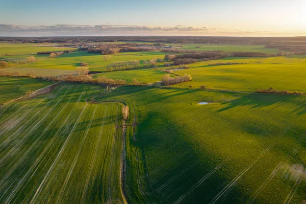 Drone Foto Del Campo Trigo Verde Brillante Separado Por Carretera — Foto de Stock