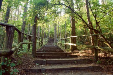Baharda yeşil ormandaki yol. Ormanda yürüyen bulanık insanlar