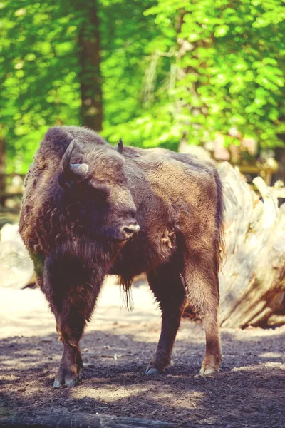 American Bison Bawół Profil Stojący Wysokiej Trawiastej Prerii Jasną Mgłą — Zdjęcie stockowe