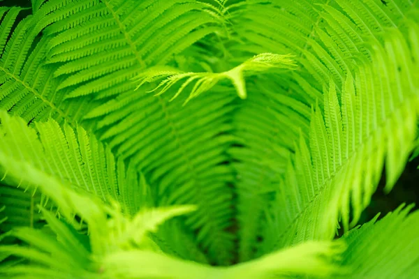 Schöne Farnblätter Grünes Laub Natürliche Florale Farn Hintergrund Sonnenlicht — Stockfoto