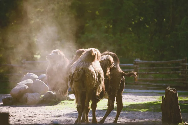 Bild Des Kamels Und Des Jungen Aufgenommen Park — Stockfoto