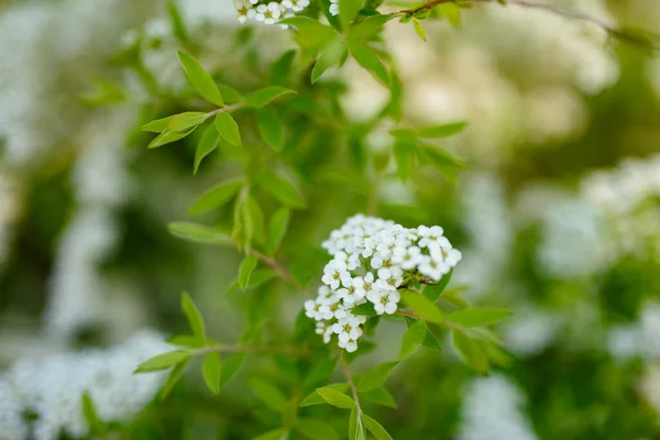 Άνθη Μηλιάς Πράσινα Φύλλα Που Απομονώνονται Λευκό Φόντο — Φωτογραφία Αρχείου