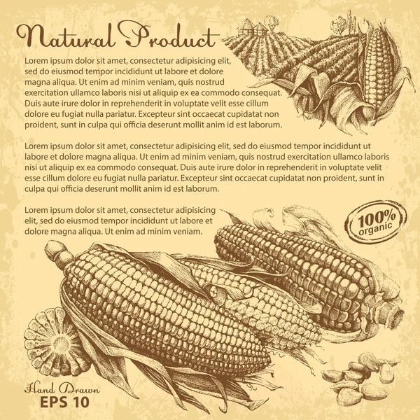 Hand drawn corn — Stock Vector
