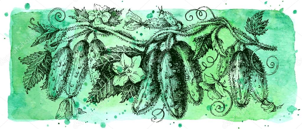 Hand drawn cucumber garland. Watercolor and ink pen