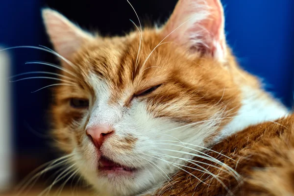 Retrato de um gato europeu de cabelos vermelhos brancos — Fotografia de Stock