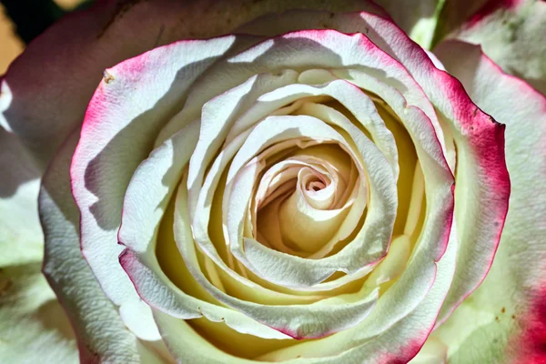 Bela flor branca e vermelha rosa — Fotografia de Stock