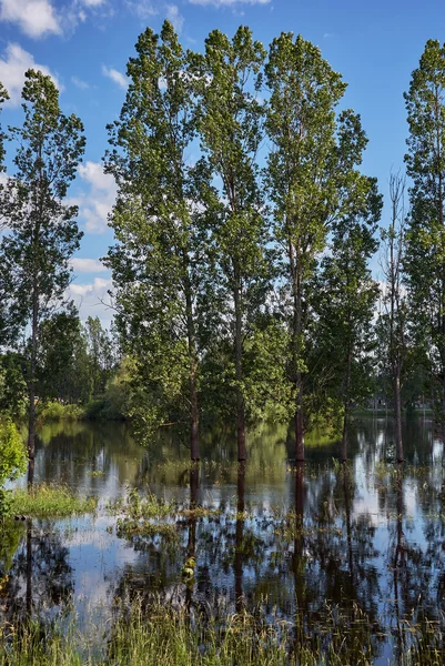 Kavak ağaçları ve Polonya nehirden su ile sular altında çayır — Stok fotoğraf