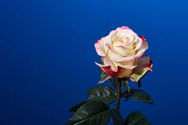 Hermosa flor de rosa blanca y roja —  Fotos de Stock