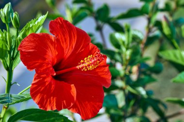 Kırmızı Hibiscus çiçek Kos Adası